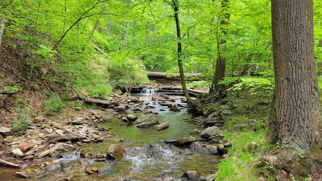 A stream running through a wooded area.